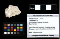 Foto (Objekt + Etiketten) von Cyclothyreus sp. 